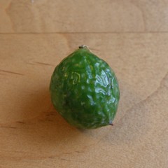 Amphibolips melanocera