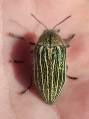 Julodis fidelissima