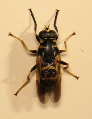 Temnostoma