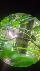 Chiroxiphia lanceolata