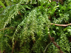 Plagiothecium succulentum
