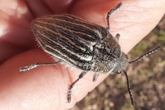 Julodis fidelissima
