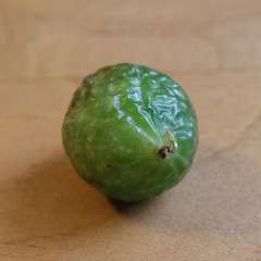 Amphibolips melanocera