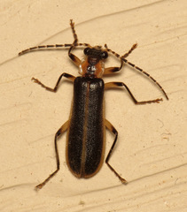 Podabrus basillaris