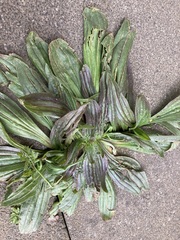 Plantago lanceolata