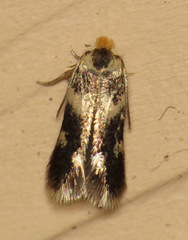 Etainia sericopeza