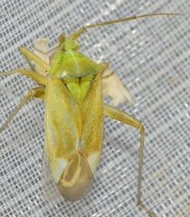 Reuterista instabilis