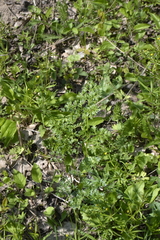 Selinum carvifolia