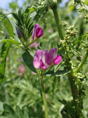 Vicia sativa