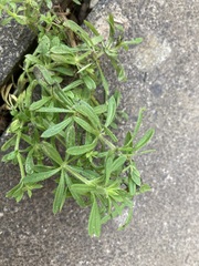 Galium aparine