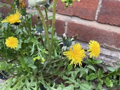 Taraxacum officinale