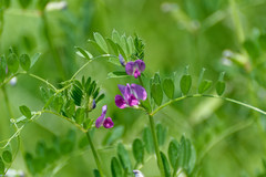 Vicia sativa