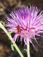 Nemognatha piazata