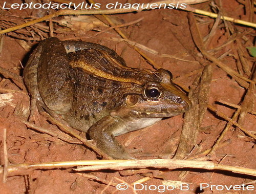 Miranda's White-lipped Frog