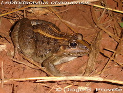Leptodactylus macrosternum