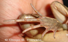 Leptodactylus macrosternum