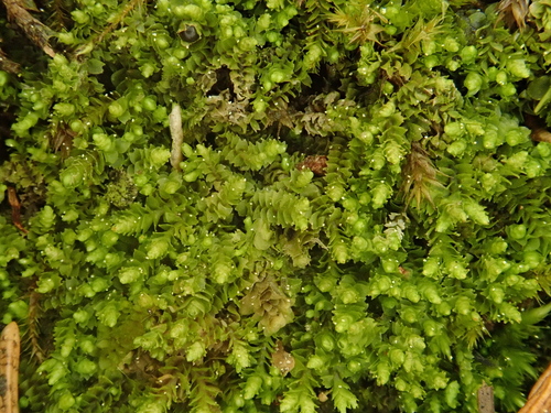 Image of Barbilophozia sudetica by (c) Christian Berg, some rights reserved (CC BY)