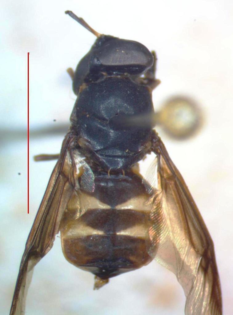 Hoplitimyia subalba