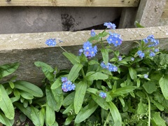 Myosotis sylvatica