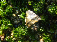 Stramonita biserialis