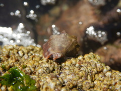 Stramonita biserialis