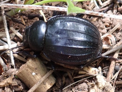 Pimelia laevigata validipes