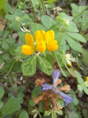 Lotus ornithopodioides