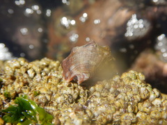 Stramonita biserialis