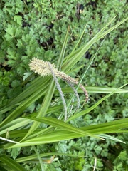 Carex pendula