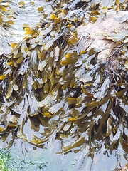 Fucus serratus