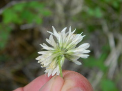 Trifolium latifolium