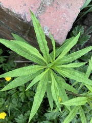 Chamaenerion angustifolium