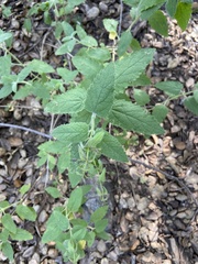 Lepechinia cardiophylla