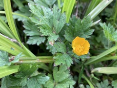 Ranunculus repens