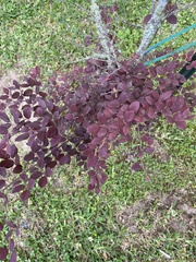 Magnoliopsida