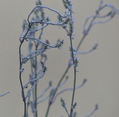Magnoliopsida