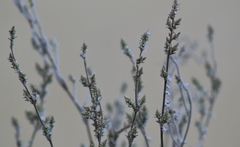 Magnoliopsida