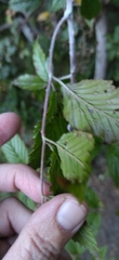 Rubus pinnatus