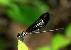 Euphaea splendens