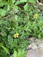 Geum urbanum