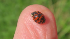 Harmonia axyridis