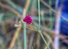 Boerhavia coccinea