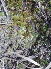 Ricciaceae