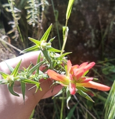 Castilleja auriculata