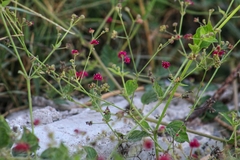 Boerhavia coccinea