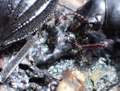 Pimelia laevigata validipes