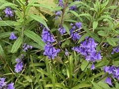 Hyacinthoides hispanica