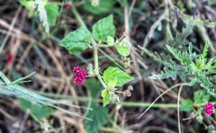 Boerhavia coccinea