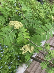 Sorbus aucuparia