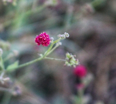 Boerhavia coccinea